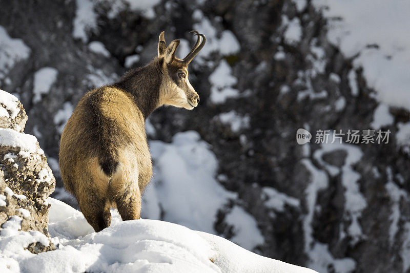 羚羊在冬天享受早晨的阳光，阿尔卑斯山(Rupicapra Rupicapra)